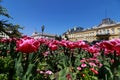 Beautiful blossomed flowers of Kniaz Alexander I Square in downtown of city Sofia