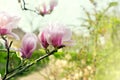 Beautiful blossomed magnolia branch in spring