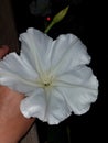 Beautiful blossomed moonflower only open at night with moon out