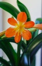 Beautiful blossomed orange flower of Clive on the windowsill