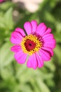 Beautiful blossomed pink zinnia flower with green leaves background Royalty Free Stock Photo