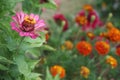 A beautiful blossomed pink Zinnia flower Royalty Free Stock Photo