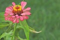 A beautiful blossomed pink Zinnia flower Royalty Free Stock Photo