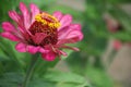 A beautiful blossomed pink Zinnia flower Royalty Free Stock Photo