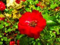 A Beautiful Blossomed Red Flower In Nature