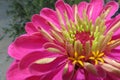 A beautiful blossomed red Zinnia flower Royalty Free Stock Photo