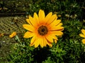 A Beautiful Blossomed Sun Flower