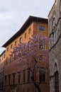 Beautiful blossomed tree in front of music academy in Siena