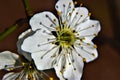 Beautiful blossomed white flower