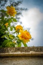 Beautiful blossomed yellow rose flowers