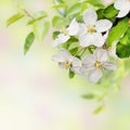 Beautiful blossoming apple tree