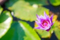 Beautiful blossoming aquatic purple color water lily lotus flower in green pond background. Nature, Natural Plant, Flora, Royalty Free Stock Photo