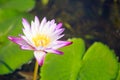 Beautiful blossoming aquatic white and purple water lily lotus flower in green pond background. Nature, Natural Plant, Flora, Royalty Free Stock Photo