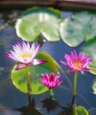 Beautiful blossoming aquatic white and purple water lily lotus flowers in green pond background. Nature, Natural Plant, Flora, Royalty Free Stock Photo