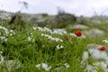 Beautiful blossoming blooming white and red poppy field flowers Royalty Free Stock Photo