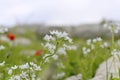 Beautiful blossoming blooming white and red poppy field flowers Royalty Free Stock Photo