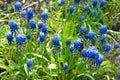 Beautiful blossoming blue flowers called muskari, grape hyacinth or bluebells in the spring garden.