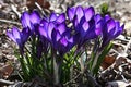 Beautiful blossoming blue to violet Crocus spring flowers, latin genus Crocus Neapolitanus