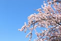 Beautiful blossoming branches of cherry tree against blue sky, space for text. Springtime Royalty Free Stock Photo