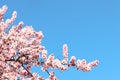 Beautiful blossoming branches of cherry tree against blue sky, space for text. Springtime Royalty Free Stock Photo