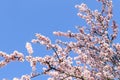Beautiful blossoming branches of cherry tree against blue sky. Springtime Royalty Free Stock Photo