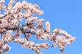 Beautiful blossoming branches of cherry tree against blue sky. Springtime Royalty Free Stock Photo