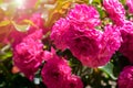 Beautiful blossoming bright pink rose bush on sunlight in the garden. Royalty Free Stock Photo