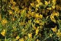 Beautiful blossoming broom in the garden Royalty Free Stock Photo