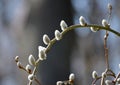 Beautiful blossoming buds of pussy-willows in the beginning of spring, the first signs of the onset of spring Royalty Free Stock Photo