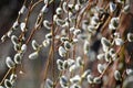 Beautiful blossoming buds of pussy-willows in the beginning of spring, the first signs of the onset of spring