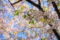 beautiful blossoming cherry tree branches against blue sky at sunny day, Royalty Free Stock Photo