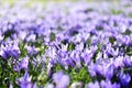 Beautiful blossoming crocus flowers