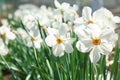 Beautiful blossoming daffodils on sunny spring day Royalty Free Stock Photo