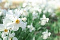 Beautiful blossoming daffodils Royalty Free Stock Photo