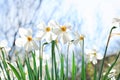 Beautiful blossoming daffodils on sunny spring day Royalty Free Stock Photo