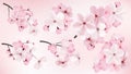 Beautiful blossoming dark and light pink sakura flowers. Set of realistic flowering cerry branches. Vector illustration