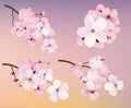 Beautiful blossoming dark and light pink sakura flowers. Set of realistic flowering cerry branches. Vector illustration