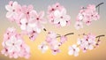 Beautiful blossoming dark and light pink sakura flowers. Set of realistic flowering cerry branches. Vector illustration