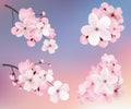 Beautiful blossoming dark and light pink sakura flowers. Set of realistic flowering cerry branches. Vector illustration