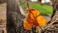 Beautiful blossoming flower of Tecomella Undulata ( Rohida tree) , close up view