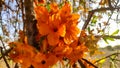 Beautiful blossoming flowers of Tecomella Undulata ( Rohida tree) , close up view