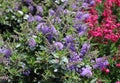 Beautiful blossoming hebe in the garden Royalty Free Stock Photo