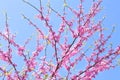 Beautiful blossoming Judas tree on sunny spring day outdoors