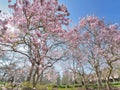 Beautiful blossoming magnolia in a park at sprintime Royalty Free Stock Photo