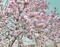Beautiful blossoming magnolia at sprintime