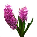 Hyacinth isolated from background