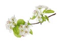 Beautiful blossoming pear tree branch with flowers on white