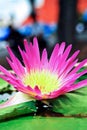 beautiful blossoming pink color water lily (lotus) flower in green pond background.