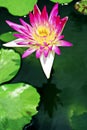 beautiful blossoming pink color water lily & x28;lotus& x29; flower in green pond background. Royalty Free Stock Photo
