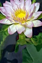 beautiful blossoming pink color water lily (lotus) flower in green pond background. Royalty Free Stock Photo